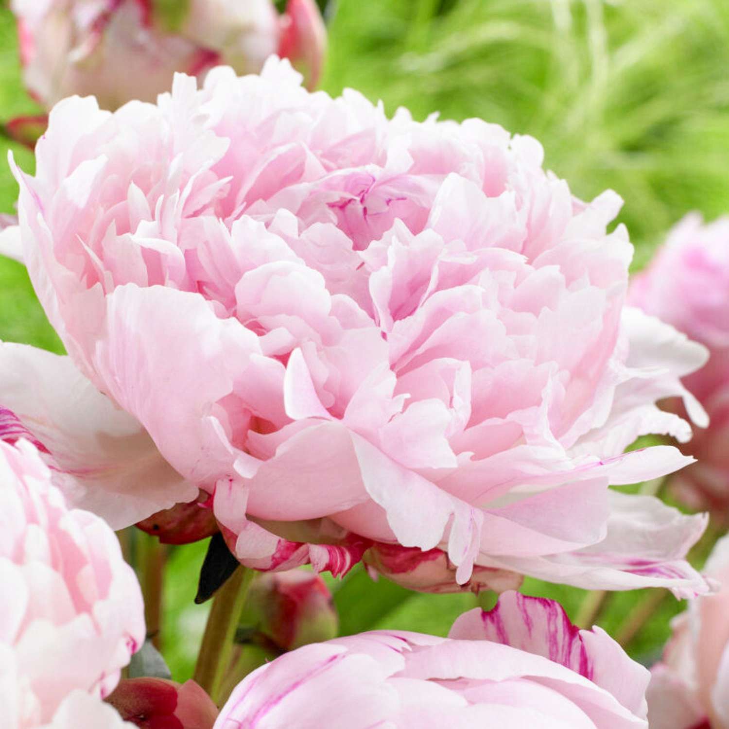 Pivoine ‘Sarah Bernhardt’